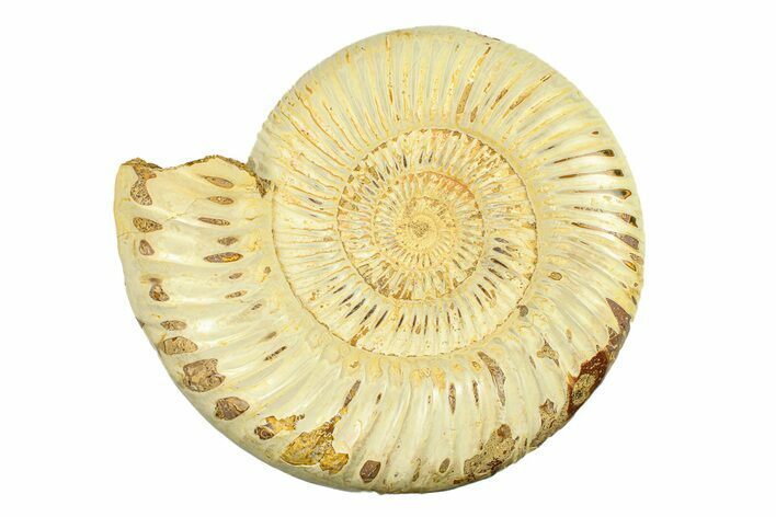 Polished Jurassic Ammonite (Kranosphinctes) - Madagascar #293947